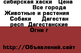 l: сибирская хаски › Цена ­ 10 000 - Все города Животные и растения » Собаки   . Дагестан респ.,Дагестанские Огни г.